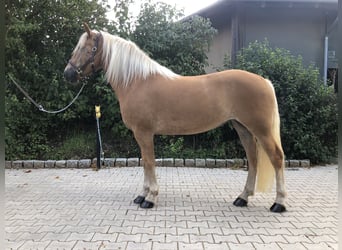 Haflinger, Stute, 4 Jahre, 157 cm, Fuchs