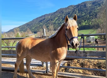 Haflinger, Stute, 4 Jahre