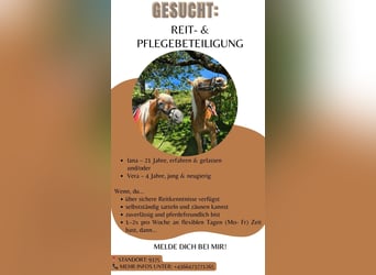 Haflinger, Stute, 4 Jahre