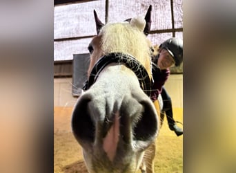 Haflinger, Stute, 4 Jahre