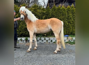 Haflinger, Stute, 4 Jahre