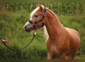 Haflinger, Stute, 4 Jahre, Fuchs