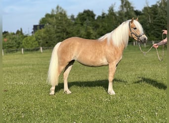 Haflinger, Stute, 5 Jahre, 145 cm, Fuchs