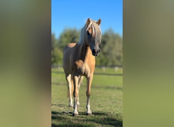 Haflinger, Stute, 5 Jahre, 145 cm, Fuchs