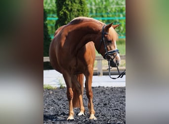 Haflinger, Stute, 5 Jahre, 145 cm, Fuchs