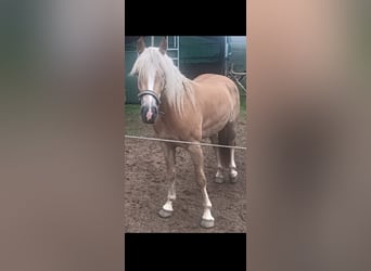 Haflinger, Stute, 5 Jahre, 145 cm