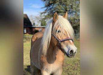 Haflinger, Stute, 5 Jahre, 146 cm, Fuchs