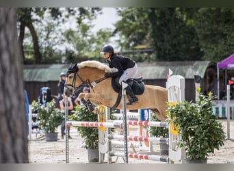 Haflinger, Stute, 5 Jahre, 146 cm, Fuchs