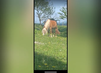 Haflinger, Stute, 5 Jahre, 147 cm
