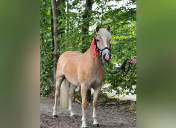 Haflinger, Stute, 5 Jahre, 147 cm, Fuchs