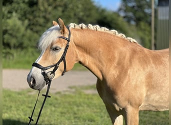 Haflinger, Stute, 5 Jahre, 147 cm, Fuchs