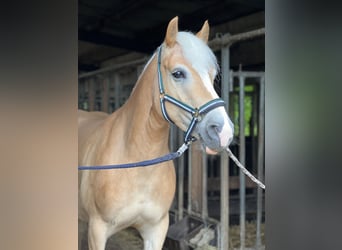 Haflinger, Stute, 5 Jahre, 147 cm, Fuchs