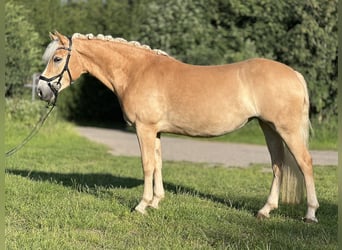 Haflinger, Stute, 5 Jahre, 147 cm, Fuchs