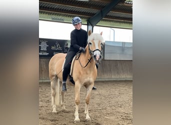 Haflinger, Stute, 5 Jahre, 147 cm, Fuchs