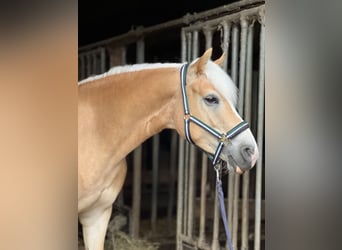 Haflinger, Stute, 5 Jahre, 147 cm, Fuchs