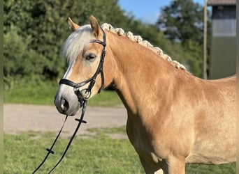 Haflinger, Stute, 5 Jahre, 147 cm, Fuchs