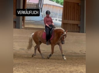 Haflinger, Stute, 5 Jahre, 147 cm, Fuchs