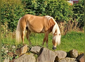 Haflinger, Stute, 5 Jahre, 147 cm, Fuchs