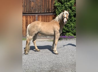 Haflinger, Stute, 5 Jahre, 147 cm, Hellbrauner