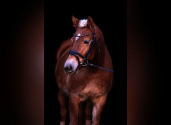 Haflinger, Stute, 5 Jahre, 148 cm