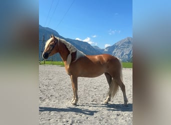 Haflinger, Stute, 5 Jahre, 148 cm, Fuchs