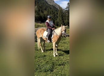 Haflinger, Stute, 5 Jahre, 149 cm, Fuchs