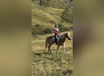 Haflinger, Stute, 5 Jahre, 149 cm, Fuchs