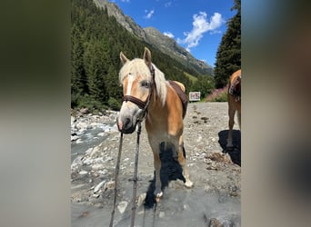 Haflinger, Stute, 5 Jahre, 149 cm, Fuchs