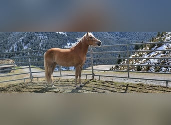 Haflinger, Stute, 5 Jahre, 149 cm, Fuchs