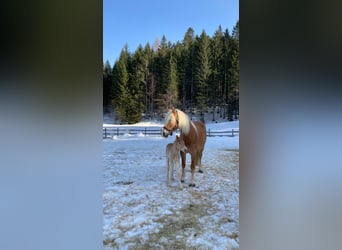 Haflinger, Stute, 5 Jahre, 149 cm, Fuchs