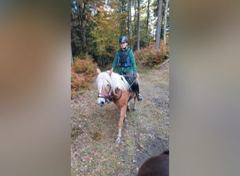 Haflinger, Stute, 5 Jahre, 149 cm, Fuchs