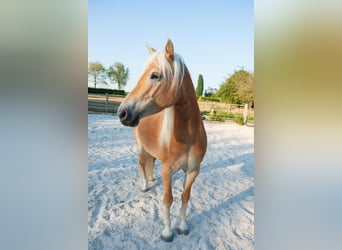 Haflinger, Stute, 5 Jahre, 150 cm, Fuchs
