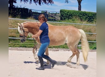 Haflinger, Stute, 5 Jahre, 150 cm, Fuchs