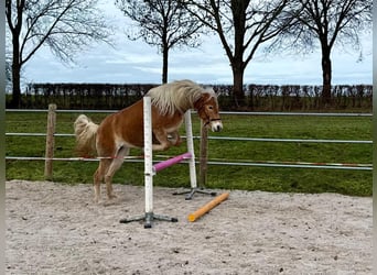 Haflinger, Stute, 5 Jahre, 150 cm, Fuchs
