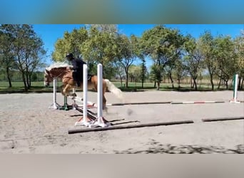 Haflinger Mix, Stute, 5 Jahre, 150 cm, Fuchs