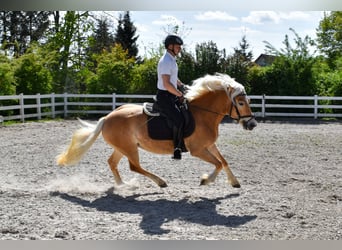 Haflinger, Stute, 5 Jahre, 150 cm, Fuchs