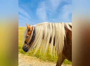 Haflinger, Stute, 5 Jahre, 150 cm, Fuchs