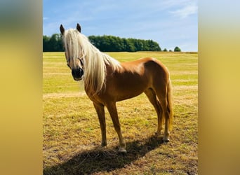 Haflinger, Stute, 5 Jahre, 150 cm, Fuchs