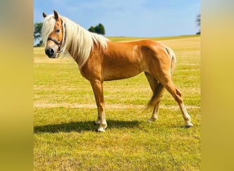 Haflinger, Stute, 5 Jahre, 150 cm, Fuchs