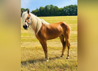 Haflinger, Stute, 5 Jahre, 150 cm, Fuchs