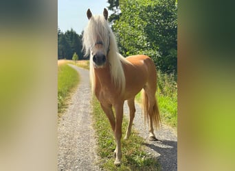 Haflinger, Stute, 5 Jahre, 150 cm, Fuchs