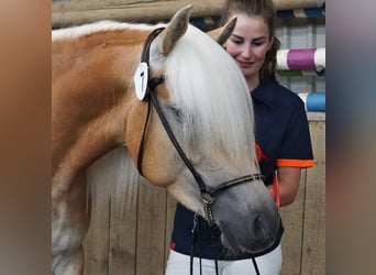 Haflinger, Stute, 5 Jahre, 150 cm, Fuchs