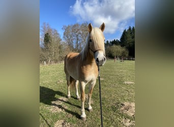 Haflinger, Stute, 5 Jahre, 152 cm