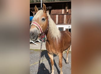 Haflinger, Stute, 5 Jahre, 152 cm, Fuchs