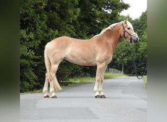 Haflinger, Stute, 5 Jahre, 152 cm, Fuchs