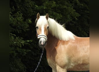 Haflinger, Stute, 5 Jahre, 152 cm, Fuchs