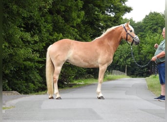 Haflinger, Stute, 5 Jahre, 152 cm, Fuchs