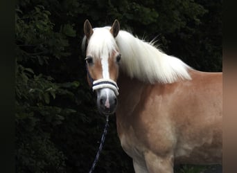Haflinger, Stute, 5 Jahre, 152 cm, Fuchs