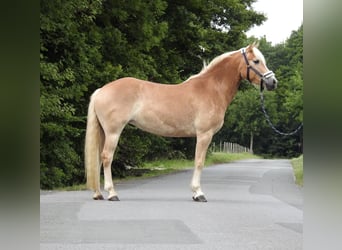 Haflinger, Stute, 5 Jahre, 152 cm, Fuchs