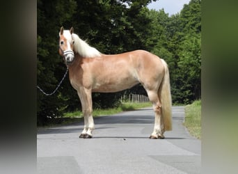 Haflinger, Stute, 5 Jahre, 152 cm, Fuchs